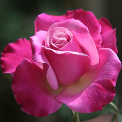 pink blühende Rosa china `Alice Hofmann`