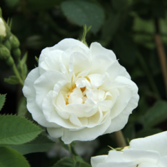 Rosa alba `Nivea`
