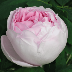 Rosa remontant `Princess of Wales`
