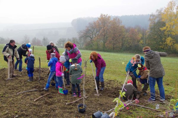 Streuobst pflanzen in Steinsberg