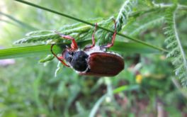 Ein Käfer an einer Pflanze im Garten