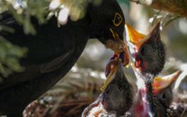 Vogelfütterungs Zeit durch die Vogelmutter