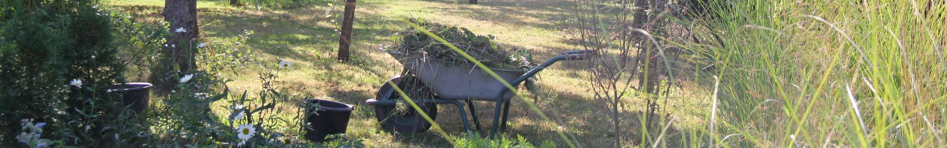 Bäume und Wiese mit frisch geerntetem Gras im Schubkarren, Sonnenlicht durchflutet den Garten, Margeriten am linken vorderen Bildrand