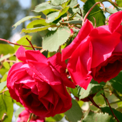 Rosa bourbon `Gruß an Tepliz`