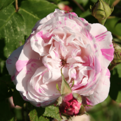 rosa blühende Rosa centifolia `Panaché Double`