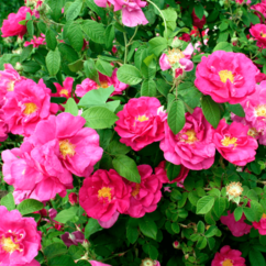 rosa blühende Rosa gallica ‘Officinalis’