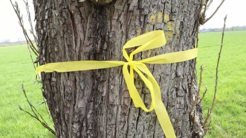 ein gelbes Band um einen Obstbaum  gebunden