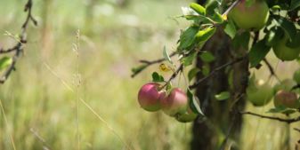 knackige rote Äpfel auf der Streuobstwiese