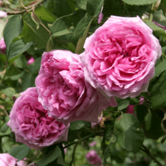 Rosa portland `Comte_de_Chambord`