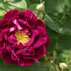 dunkelrot blühende Rosa gallica `Tuscany superb`