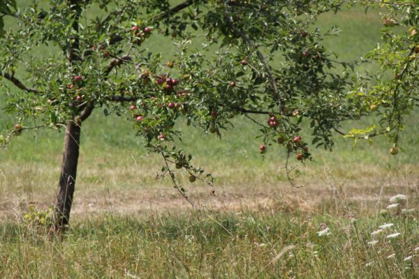 ein Apfelbaum auf der Streuobstwiese (SF)