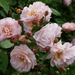 hell rosa blühende Rosa moschus `Cornelia`
