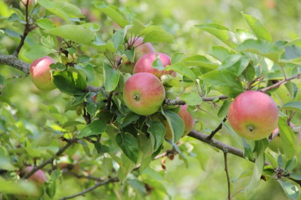 Streuobst Äpfel