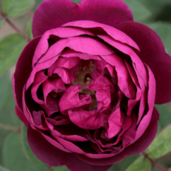 Rosa moos `Deuil de Paul Fontain`