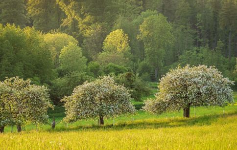 blühende Obstbäume auf einer Streuobstwiese