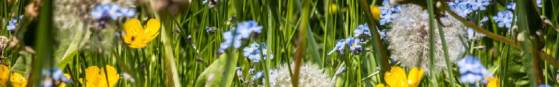 Frühling auf der Blumenwiese