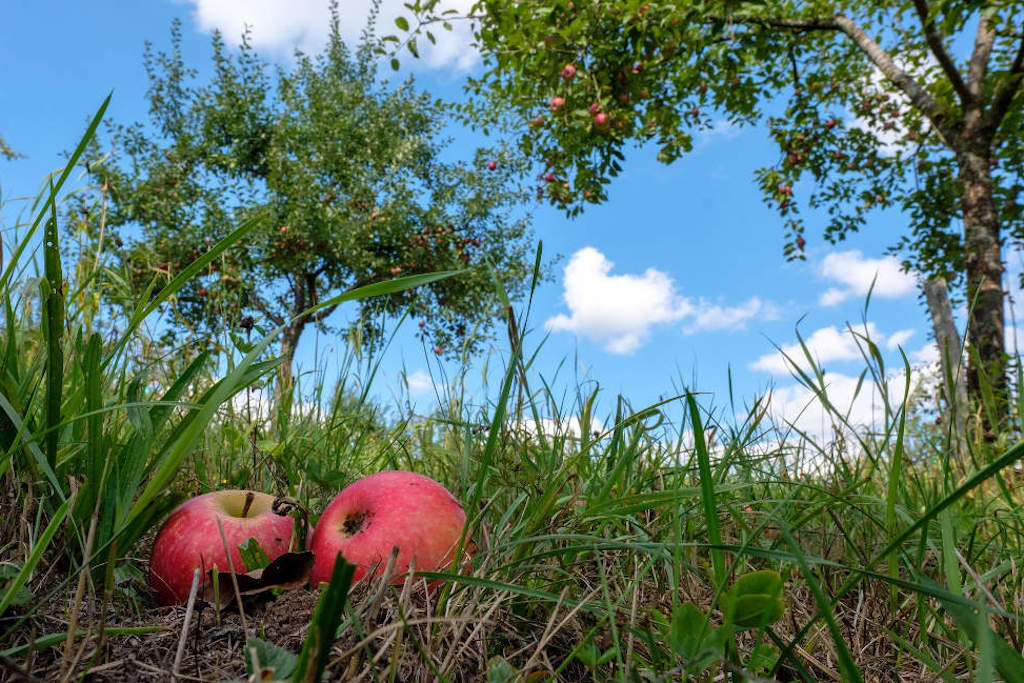 Äpfel im Gras unter Streuobstbaum