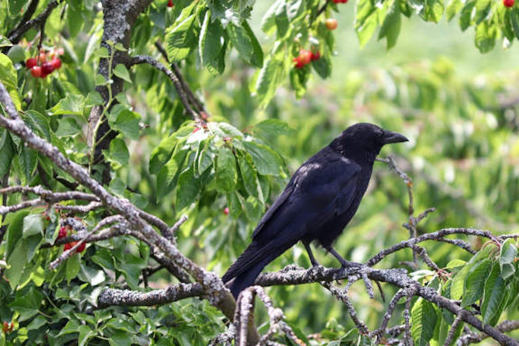 Krähe im Kirschbaum
