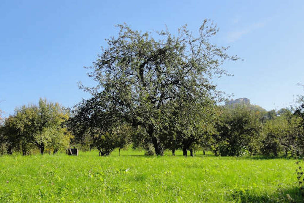 die Streuobstwiese, eine gefährdete Kulturlandschaft