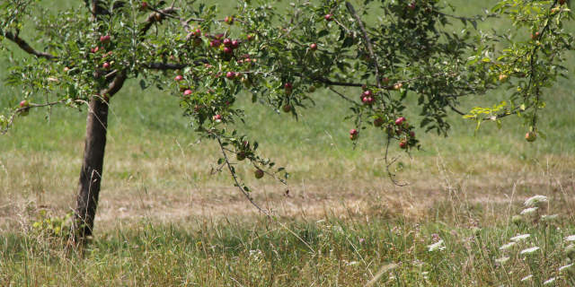 Die Streuobstwiese, Lebensraum für Mensch und Tier