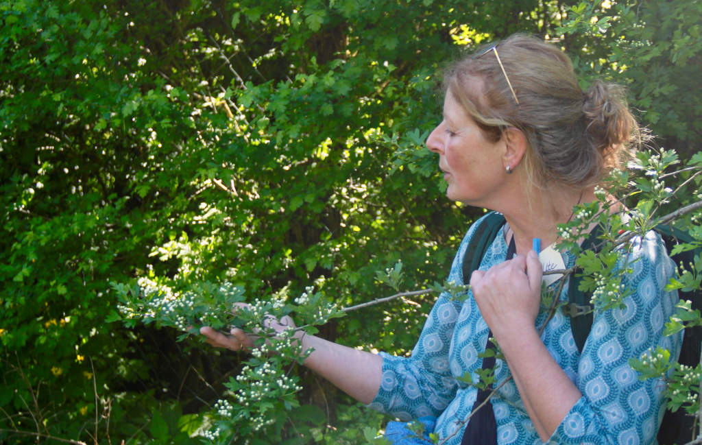 Ute Meindl-Kett Kräuterpädagogin gibt gerne ihr wissen weiter