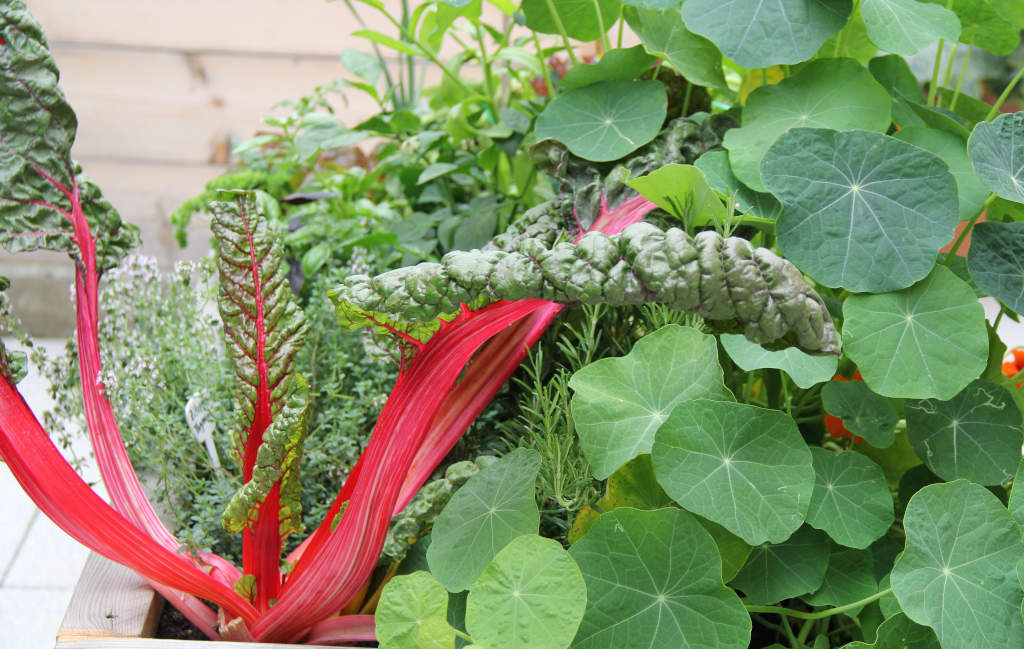 Hochbeet, bepflanzt mit Kapuzinerkresse und rotstiligem Mangold (SF)
