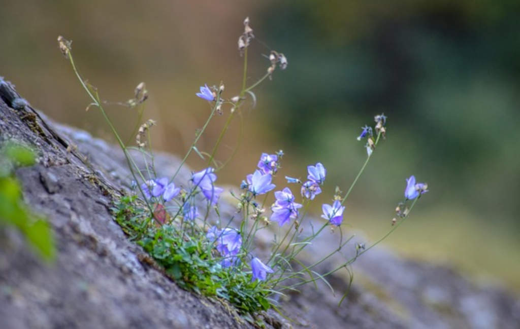 Campanula cochleariifolia Bildautor:klickblick