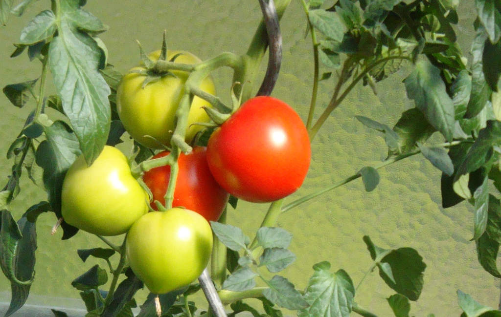 starkzehrende Tomaten benötigen gute kompostreiche Erde