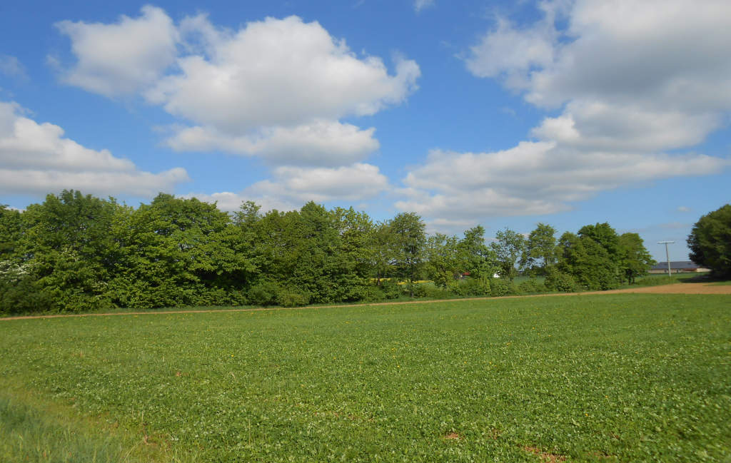 Hecke in der Landschaft