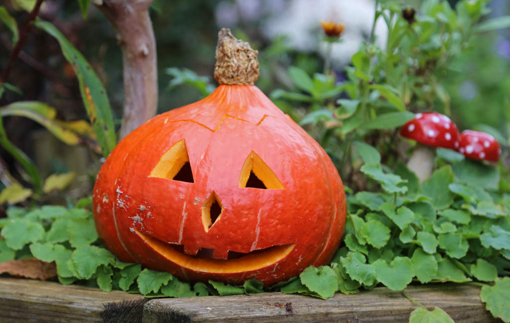 Kürbis mit Halloweengesicht (Bria Peter)