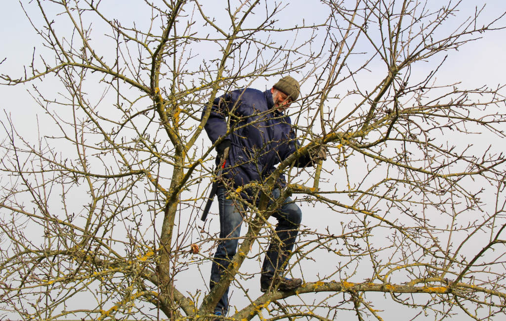 Baumschnittkurs in Kneiting (SF)