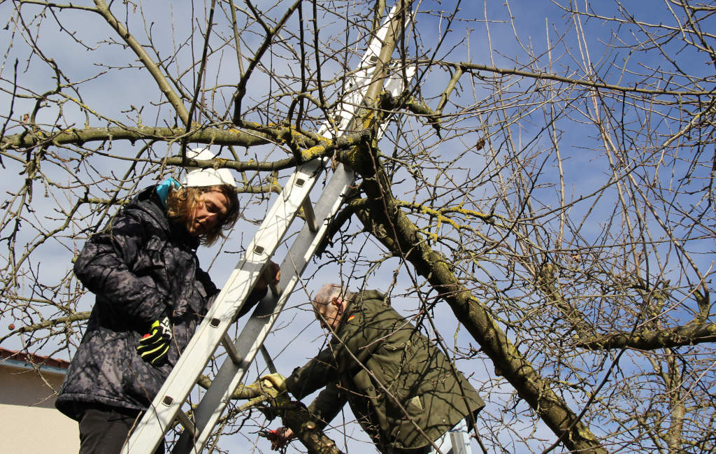 Frühjahrsschnittkurs an Obstgehölzen SF