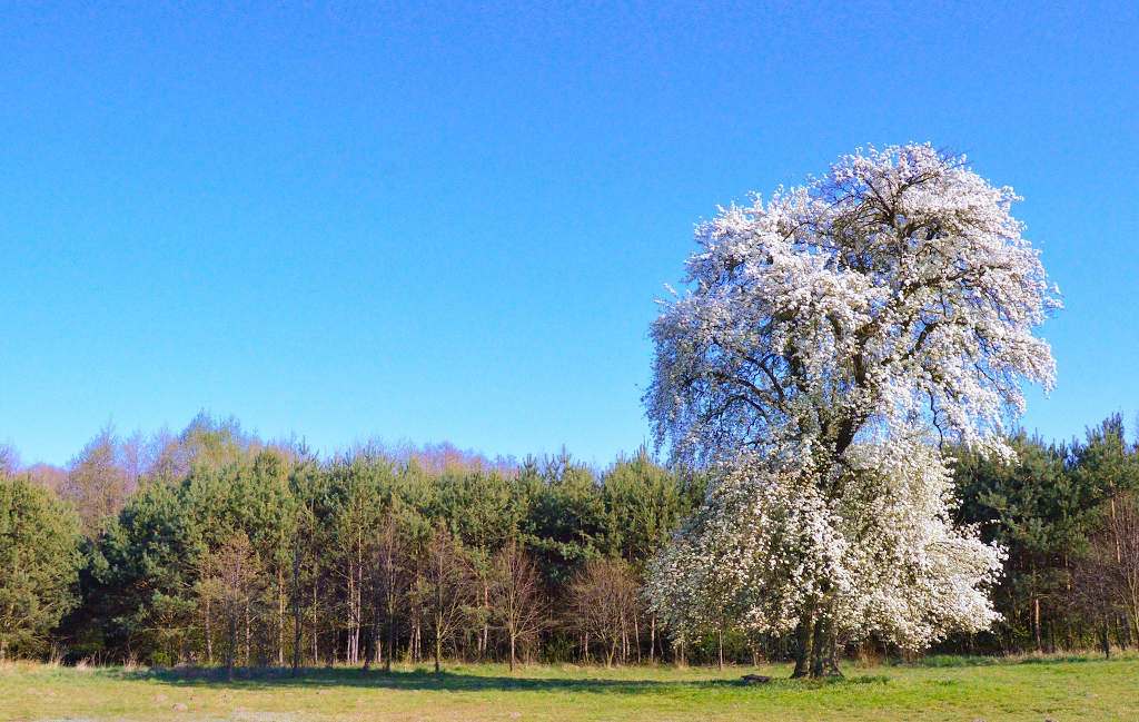 ein Birnbaum in voller Blüte