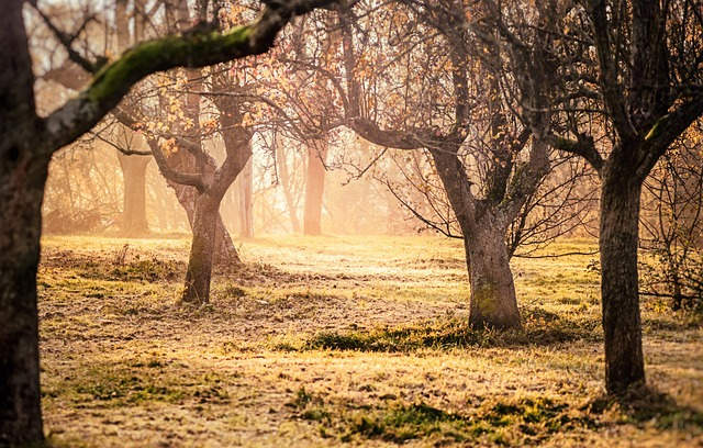 Morgenstimmung auf der herbstlichen Streuobstwiese