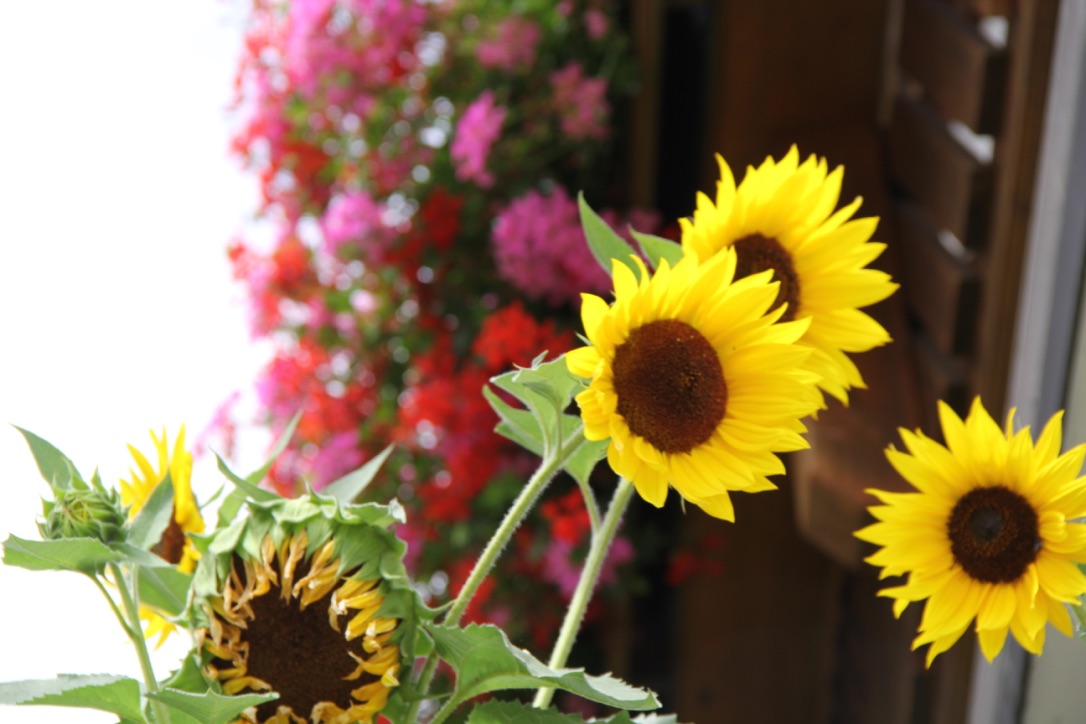 Sonnenblumen vor Balkon