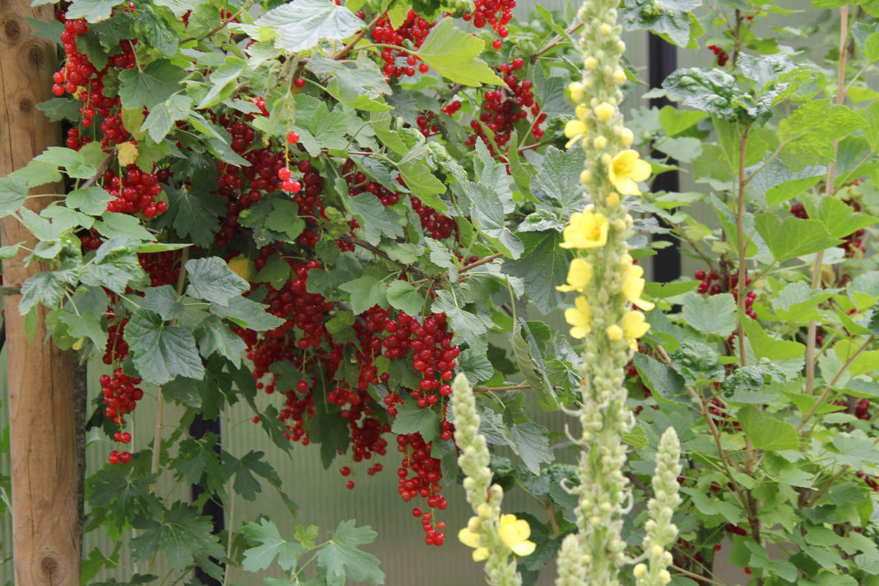 Johannisbeeren im Garten