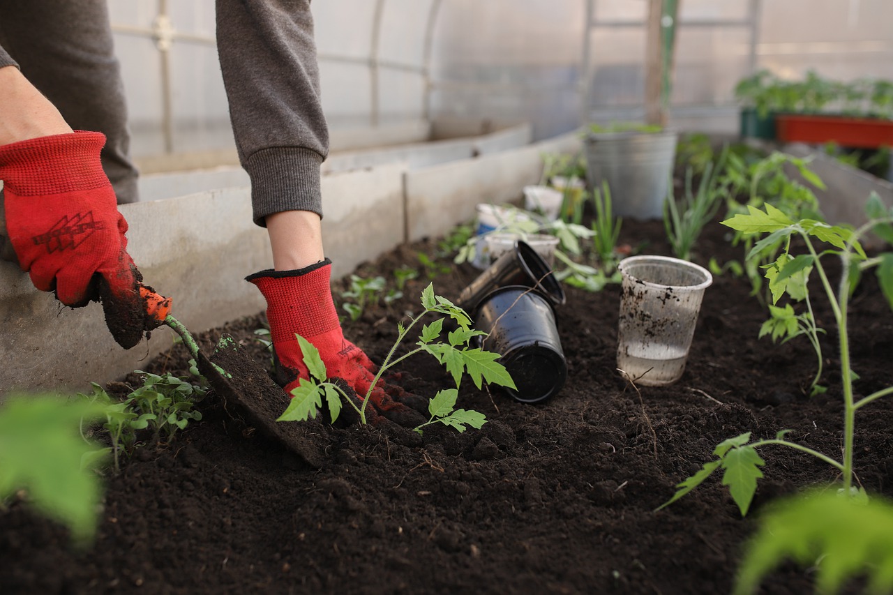 Tomaten in ein Beet einsetzen