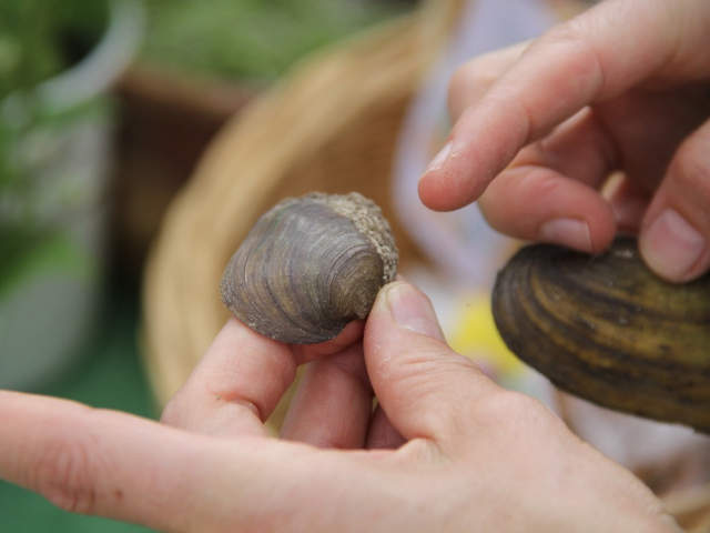 Wasser als Lebensraum auch für unsere heimischen Muscheln (SF)