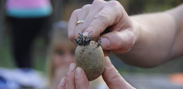 Garteln mit Kindern hier Kartoffelknolle