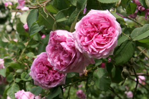 Rosa portland `Comte de Chambord`