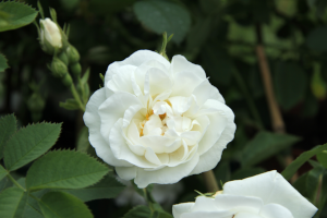 historische Rose Alba Nivea