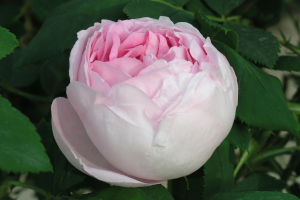 Rosa remontant `Princess of Wales`