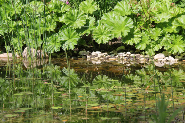 Wasser als Lebensraum, mit entsprechender Uferbepflanzung trägt ein Gartenteich zur ansprechenden Gartengestaltung bei