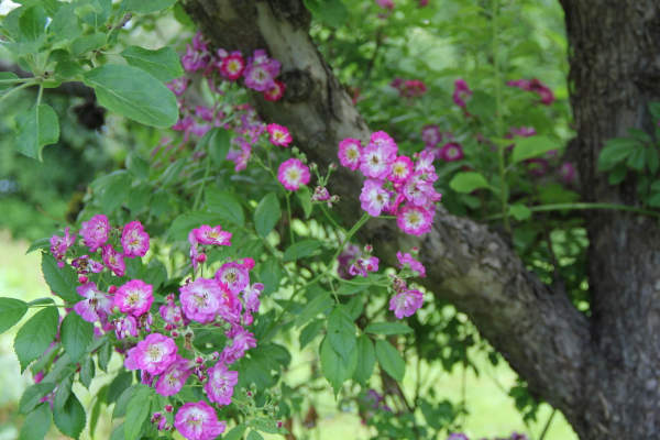 Ramblerrose am Quittenbaum