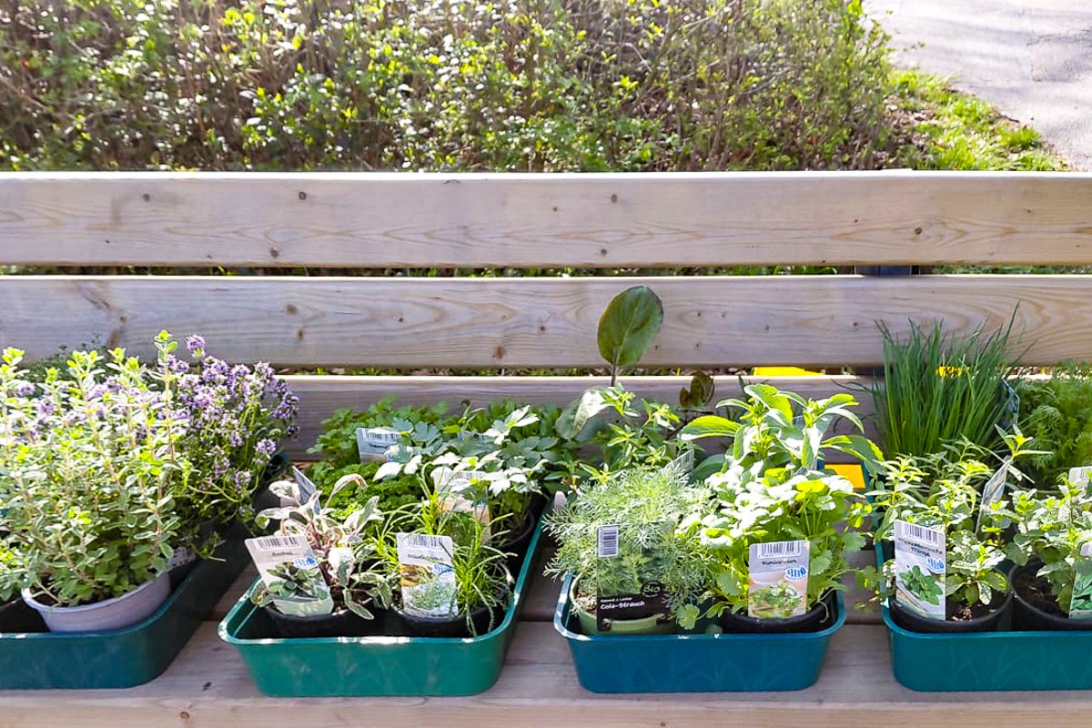 Kindergruppe Brummelhummeln (April 2026): Kräuter pflanzen auf der Streuobstwiese – Foto 1 von 8